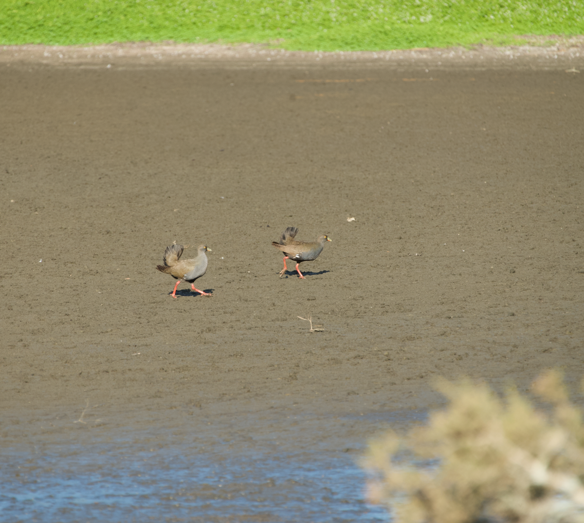 Black-tailed Nativehen - Matty Doyle