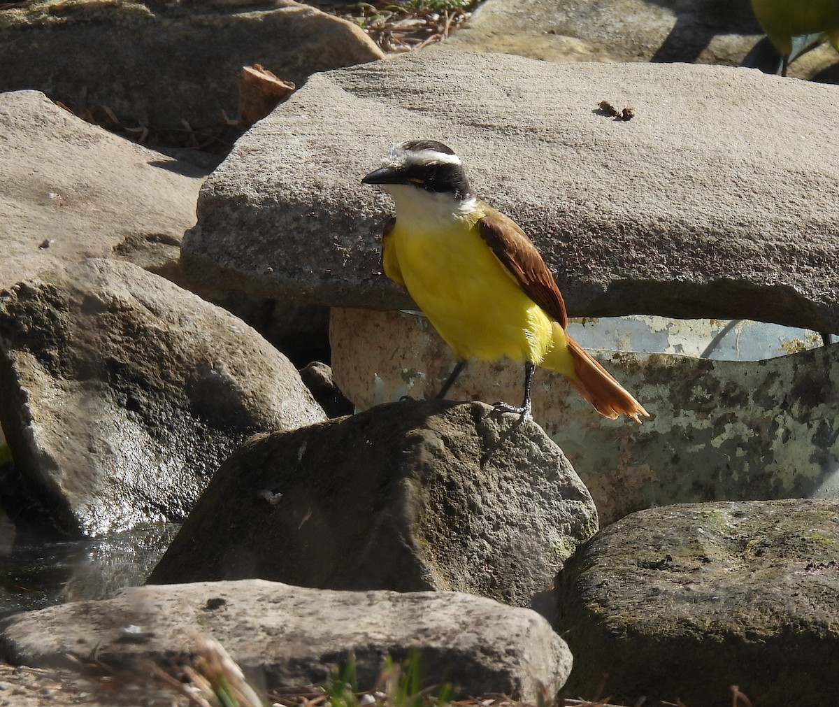 Great Kiskadee - ML613257843