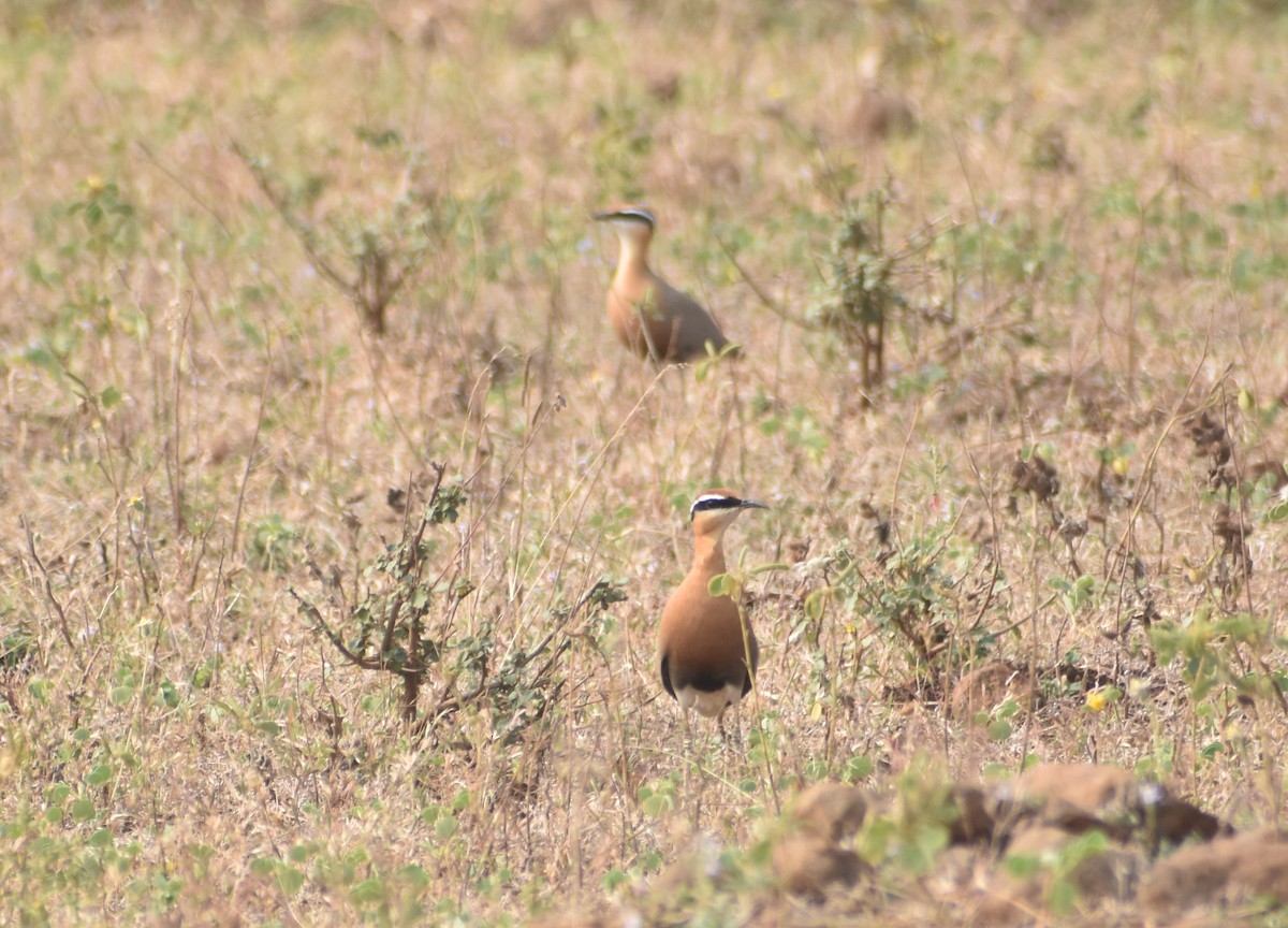 Indian Courser - ML613257851