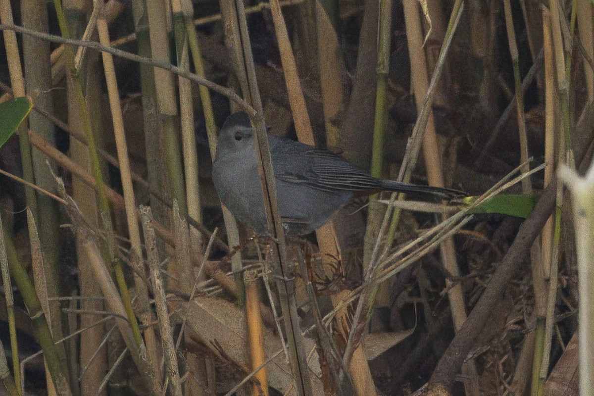 Pájaro Gato Gris - ML613257865