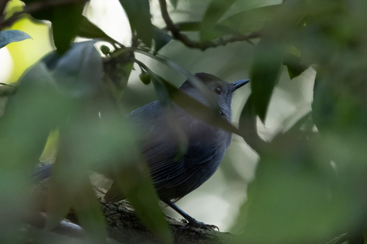 Gray Catbird - Russ Pettit