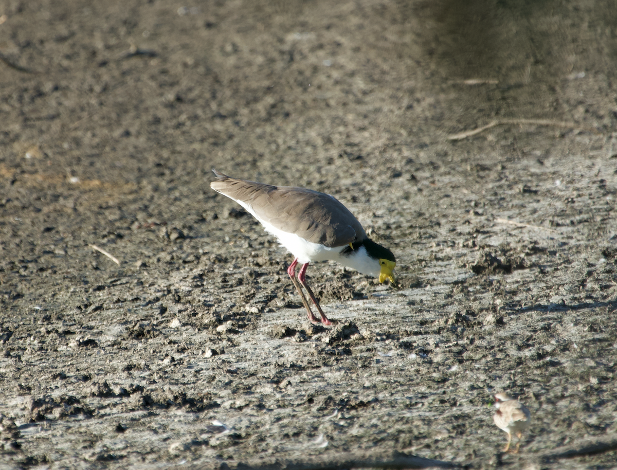 Masked Lapwing - ML613257899