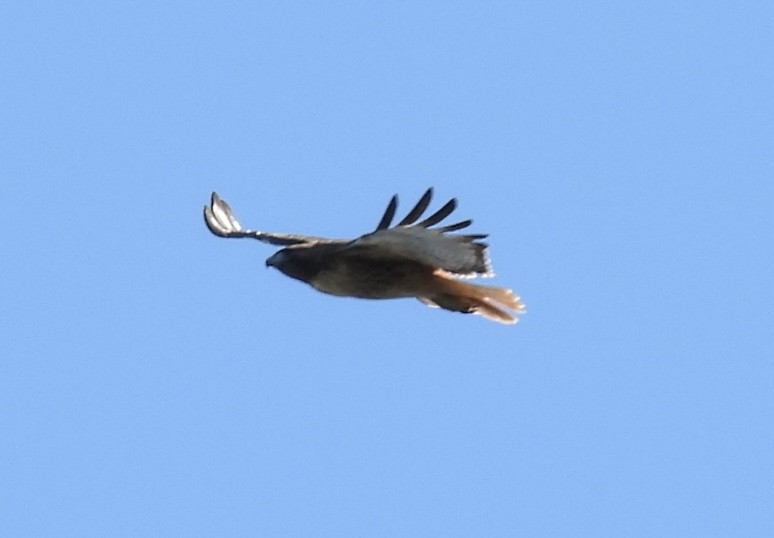 Red-tailed Hawk - ML613257972