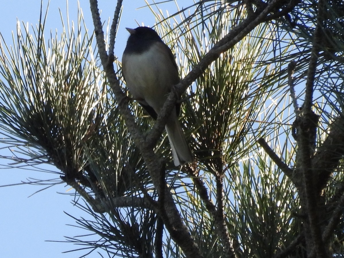 Dark-eyed Junco - ML613257988