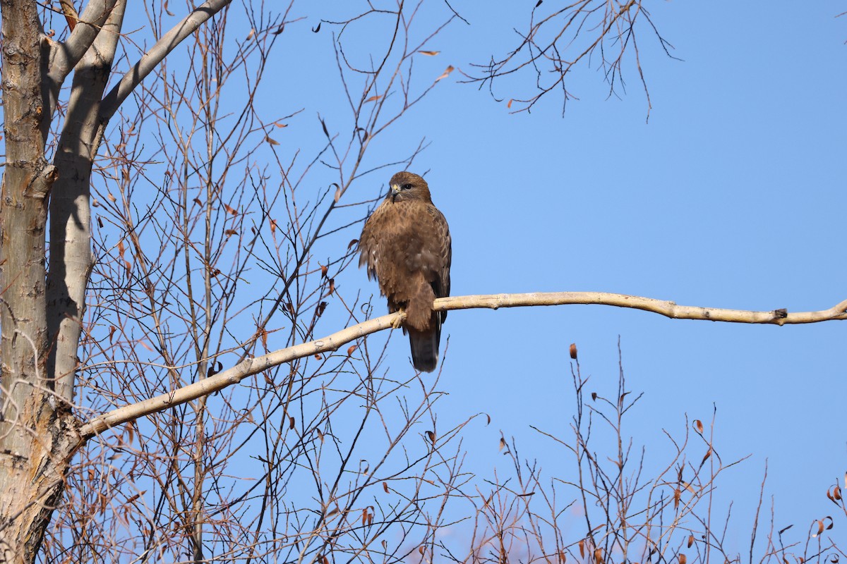 Common Buzzard - ML613258056