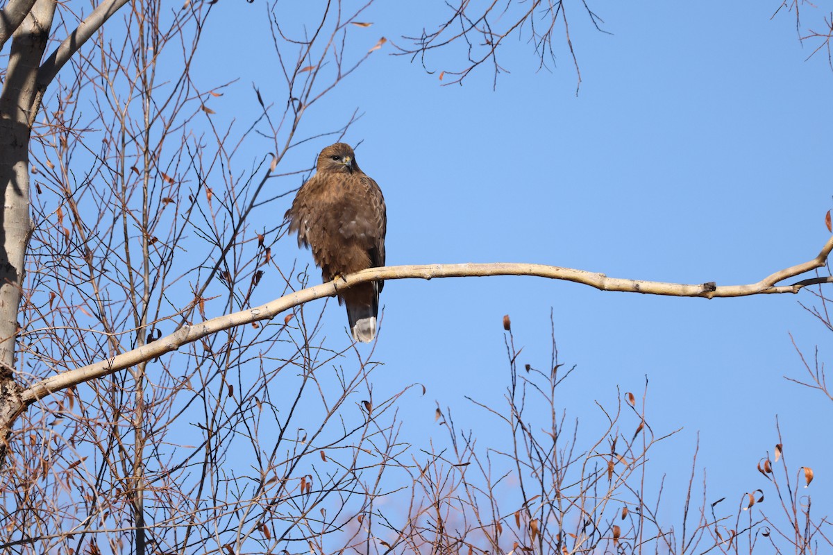 Common Buzzard - ML613258057