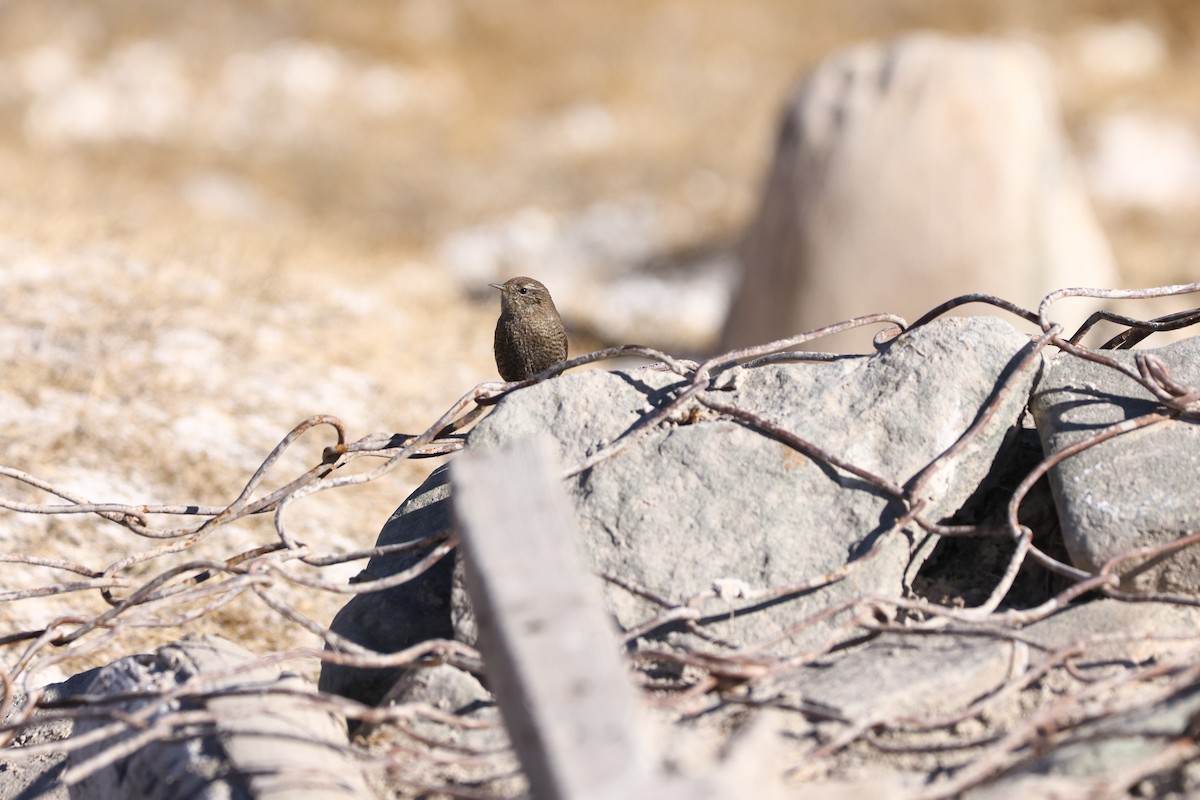 Eurasian Wren - ML613258116