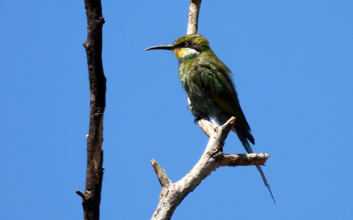 Swallow-tailed Bee-eater - ML613258145