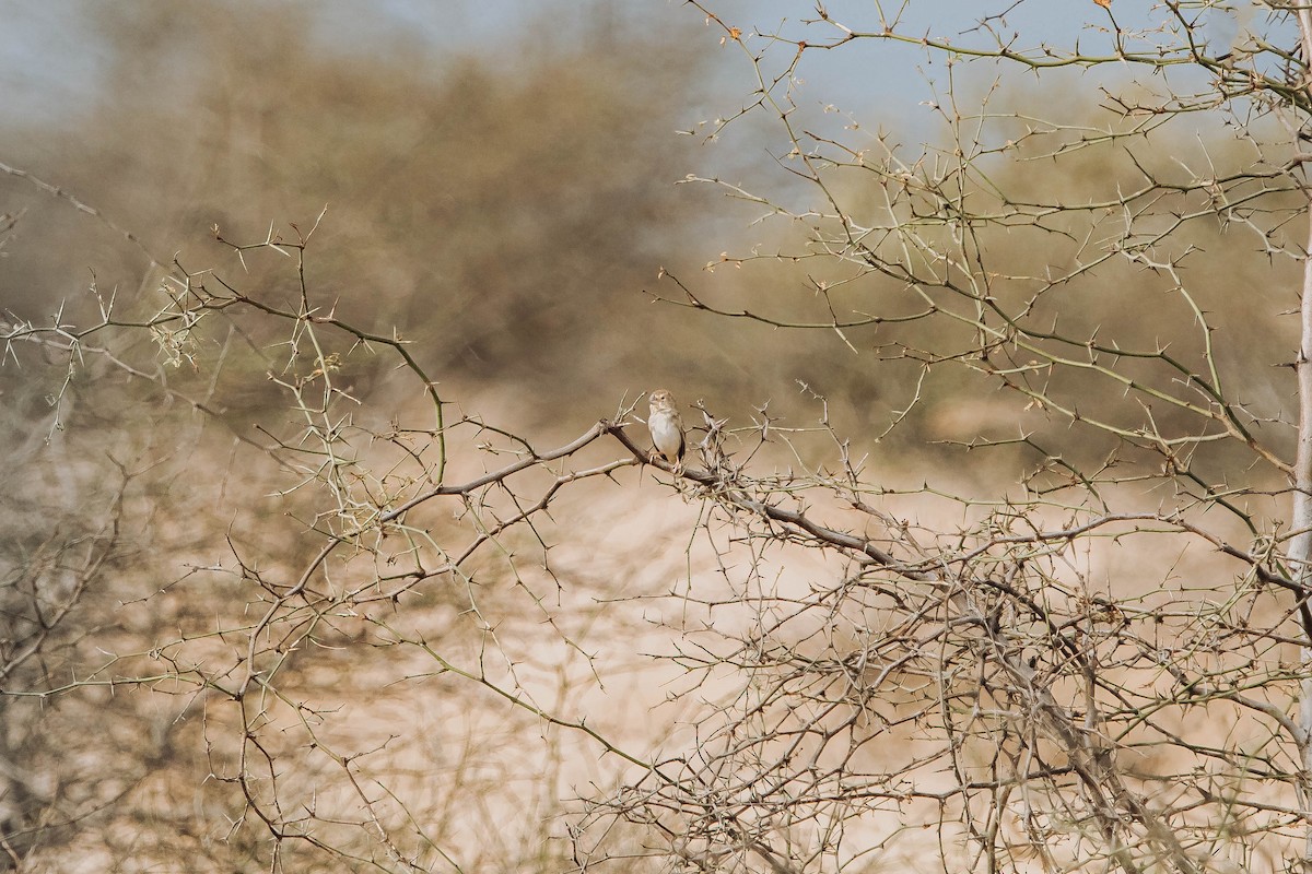 Sulphur-throated Finch - ML613258149