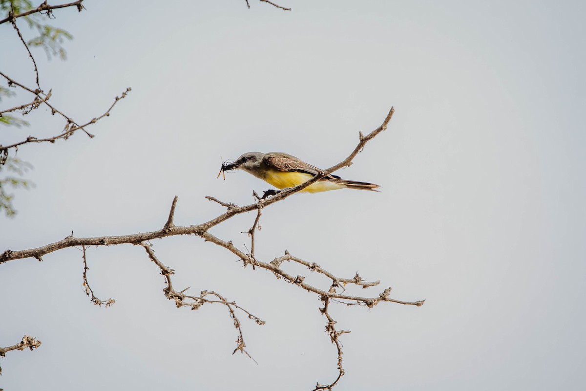 Tropical Kingbird - ML613258249