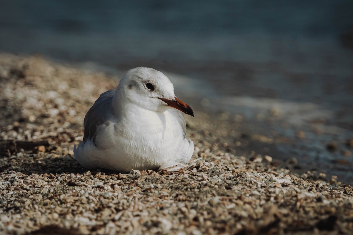 Gray-hooded Gull - ML613258287