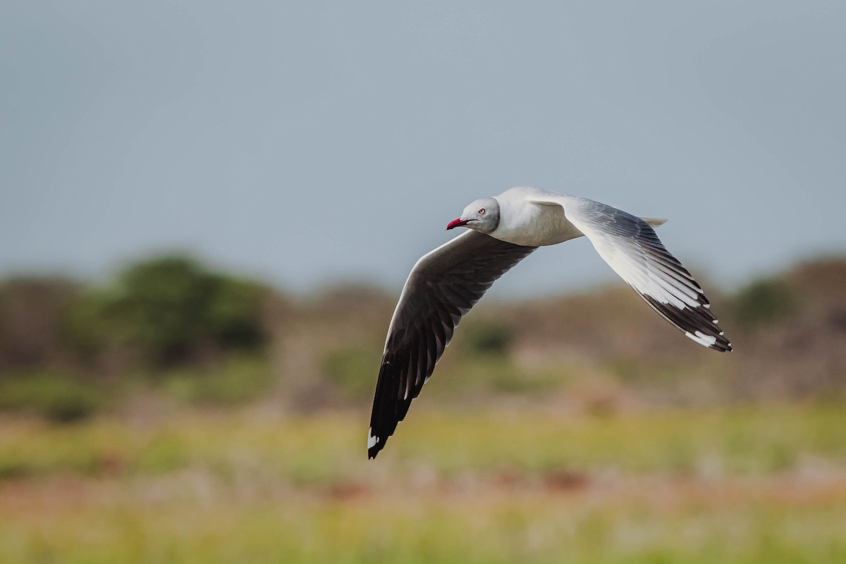 Gray-hooded Gull - ML613258295