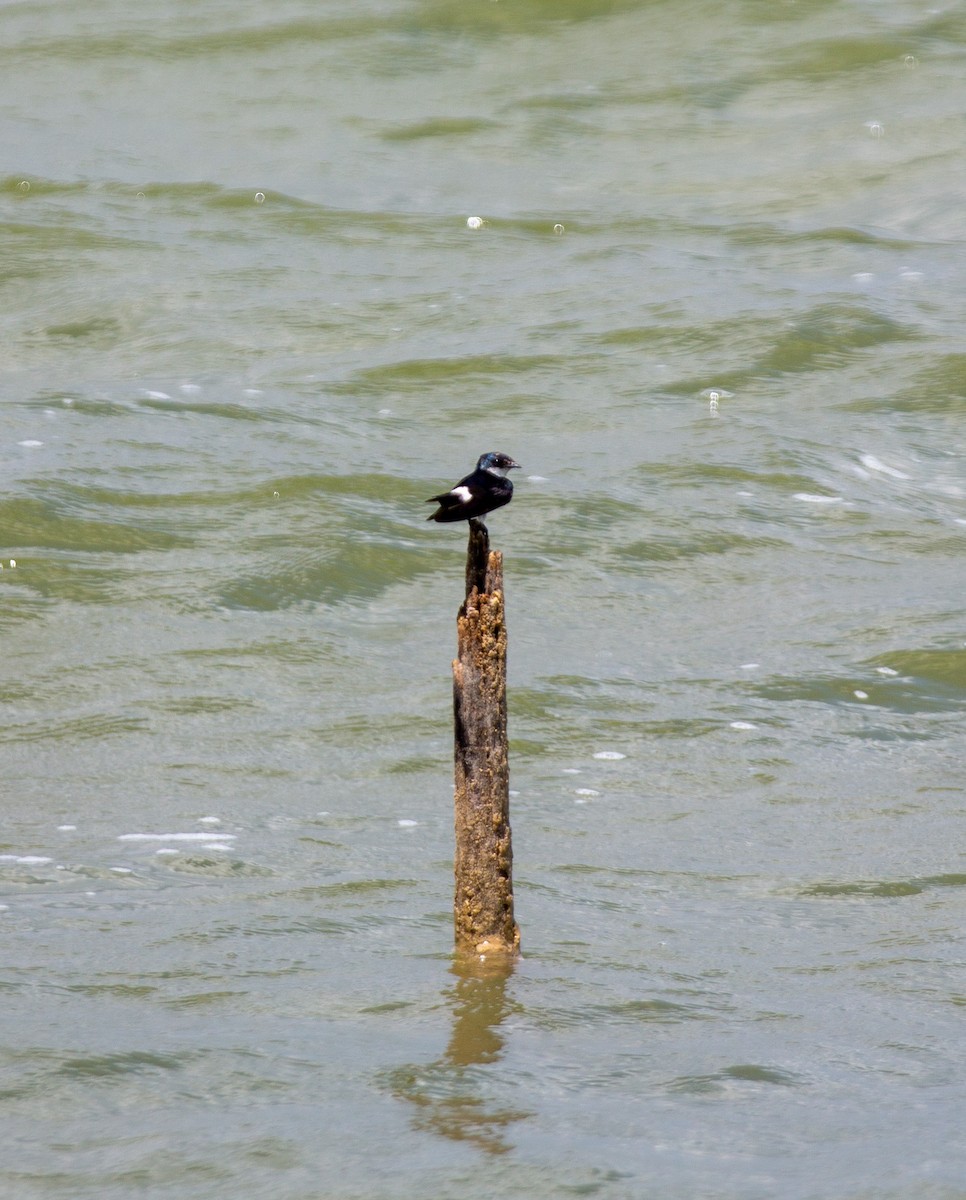 Hirondelle des mangroves - ML613258369