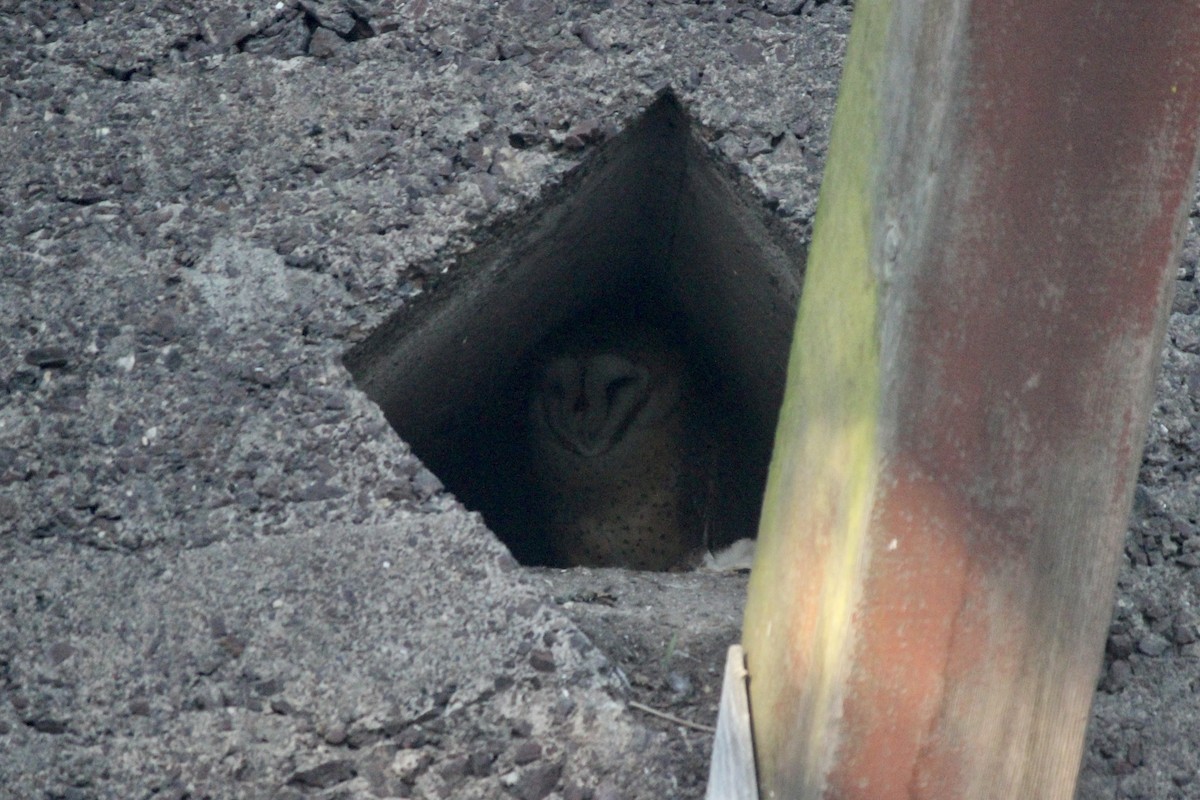 Barn Owl - ML613258380