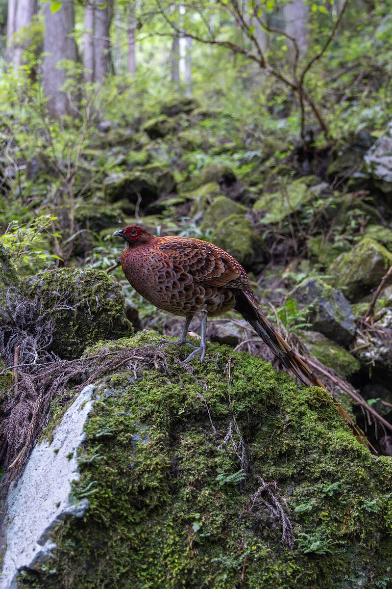 Copper Pheasant - Yann Muzika