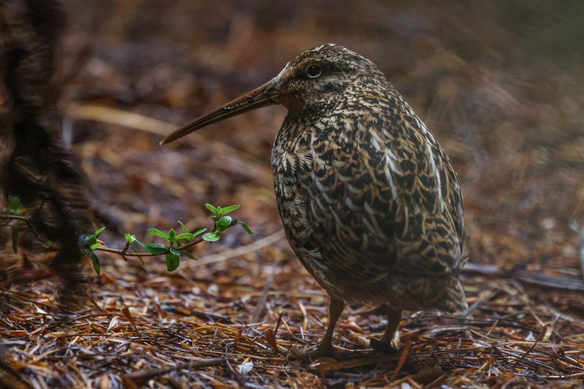 Subantarctic Snipe - ML613258505