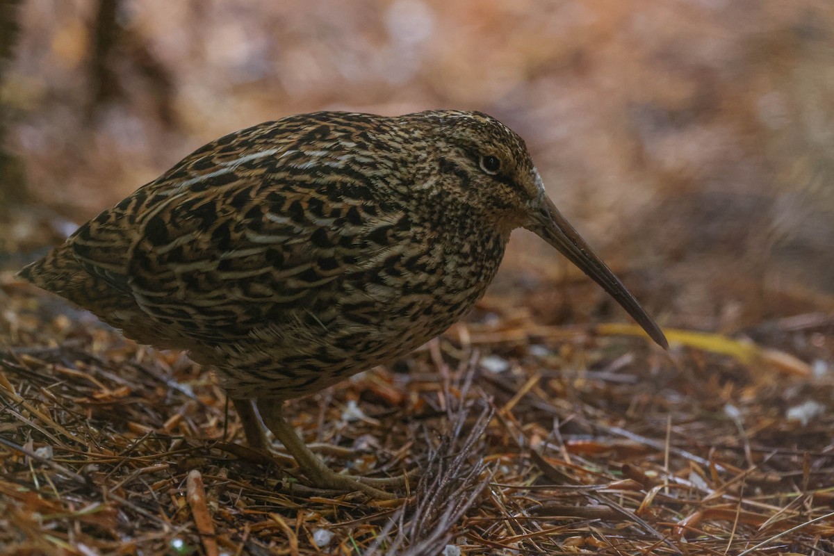 Subantarctic Snipe - Allison Miller