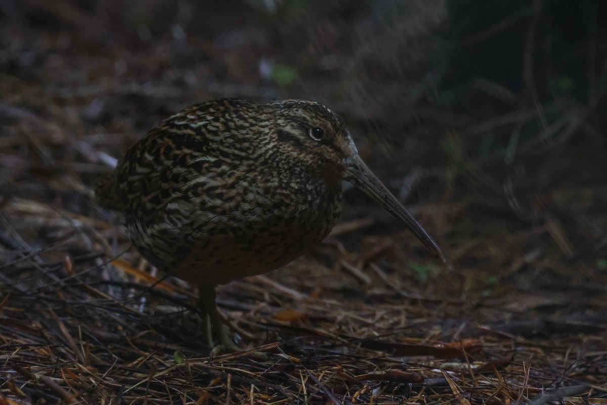 Subantarctic Snipe - ML613258511