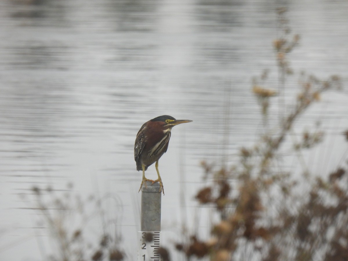 Green Heron - ML613258638