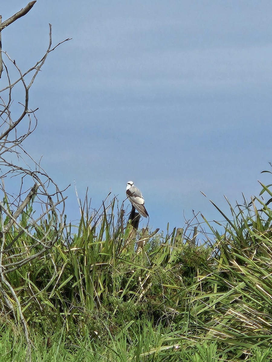 Black-shouldered Kite - ML613258648