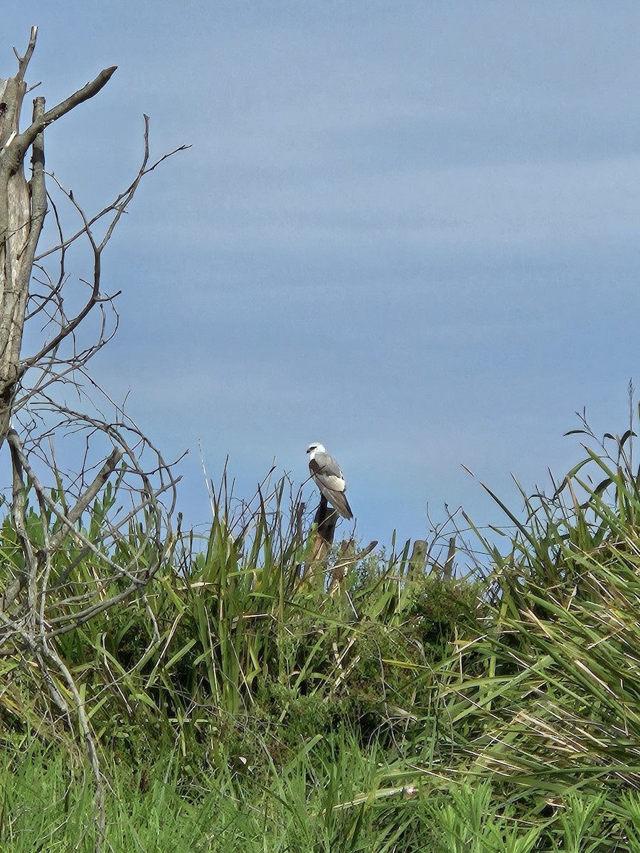 Black-shouldered Kite - ML613258649