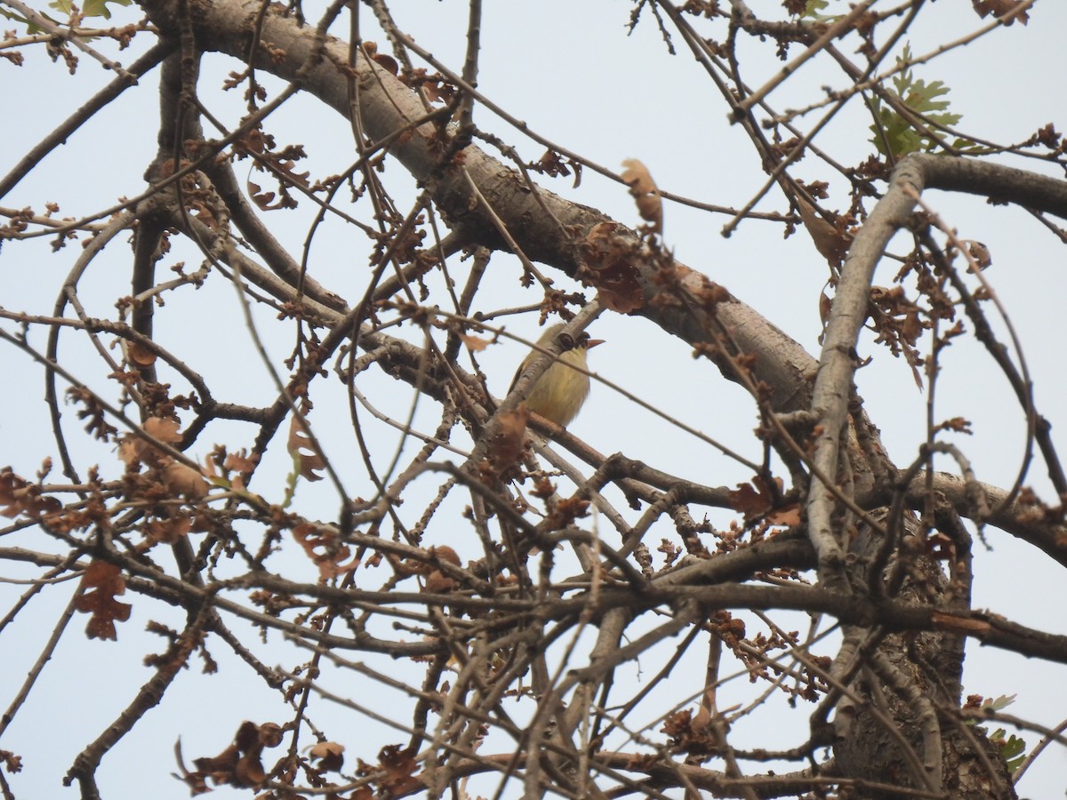 Greater Pewee - ML613258673