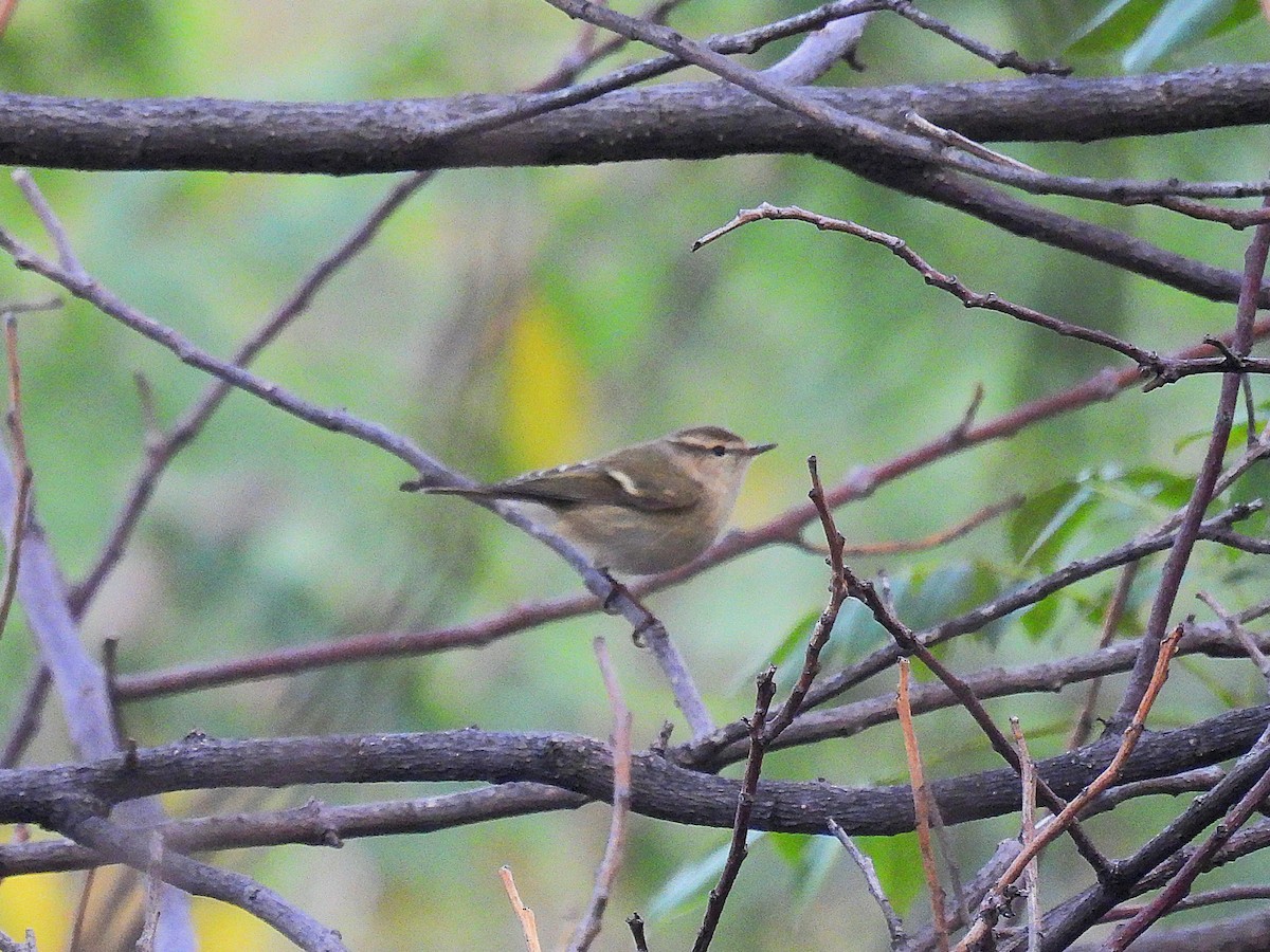 Hume's Warbler - ML613258682