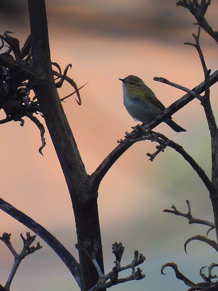 Common Chiffchaff - ML613258684