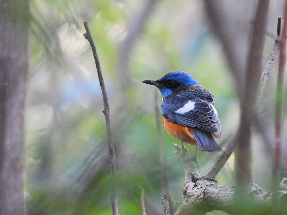 Blue-capped Rock-Thrush - ML613258691