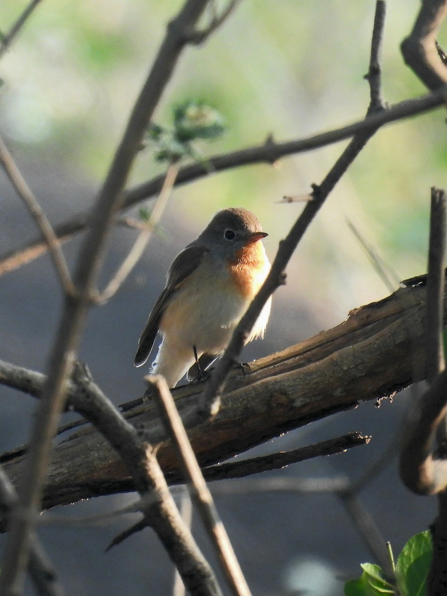 Red-breasted Flycatcher - ML613258696