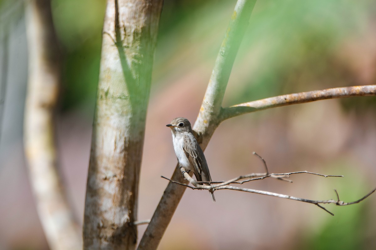 Asian Brown Flycatcher - ML613258736