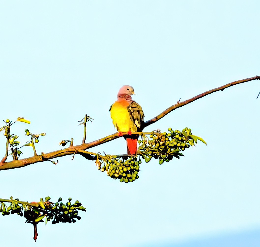 Pink-necked Green-Pigeon - ML613258738