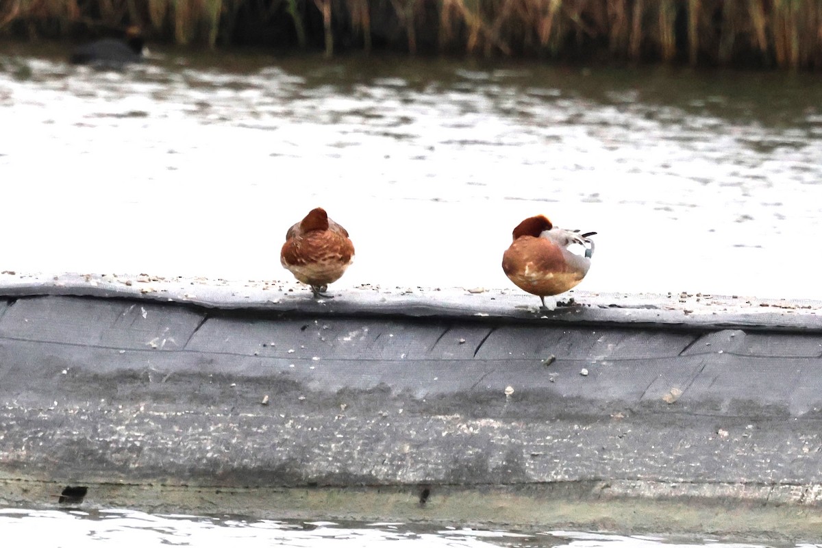 Ferruginous Duck - ML613258745