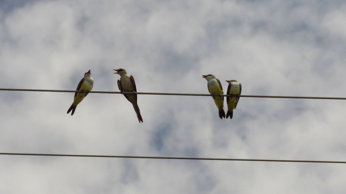 Scissor-tailed Flycatcher - ML613258808