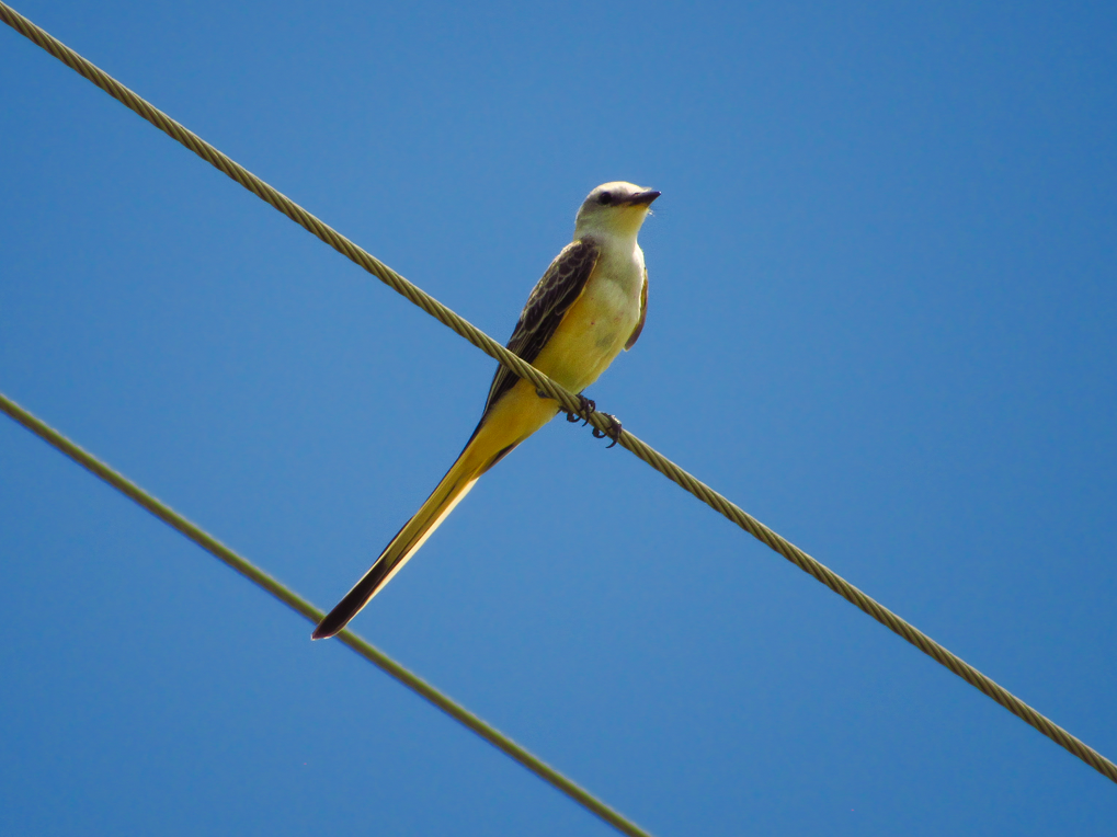 Scissor-tailed Flycatcher - ML613258809