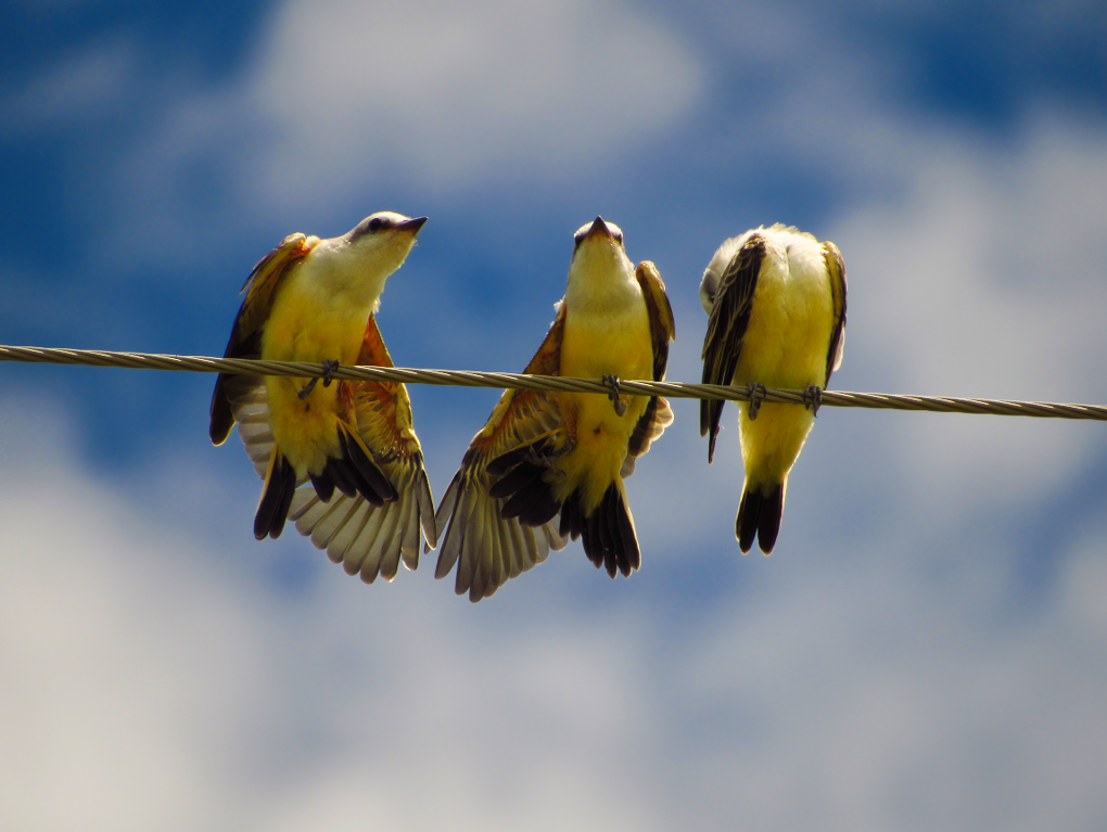 Scissor-tailed Flycatcher - ML613258810