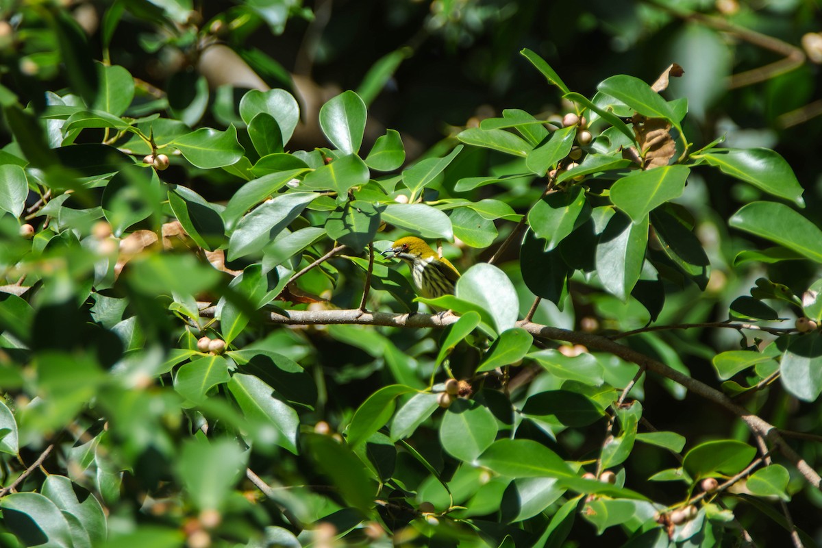 Yellow-vented Flowerpecker - ML613258819