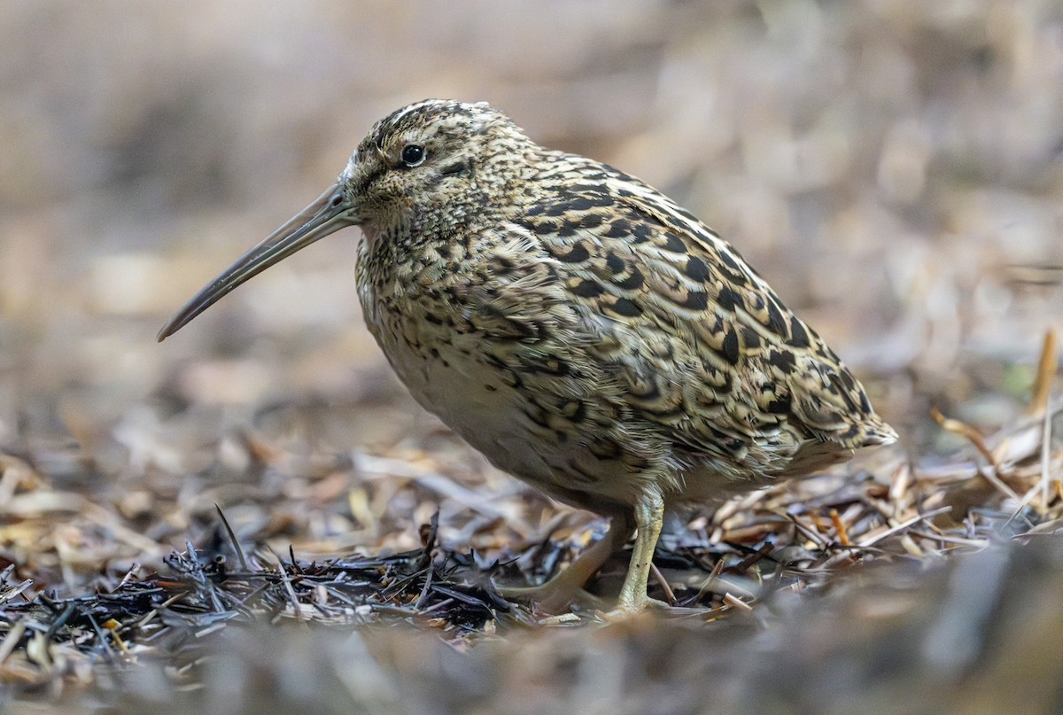 Subantarctic Snipe - ML613258853