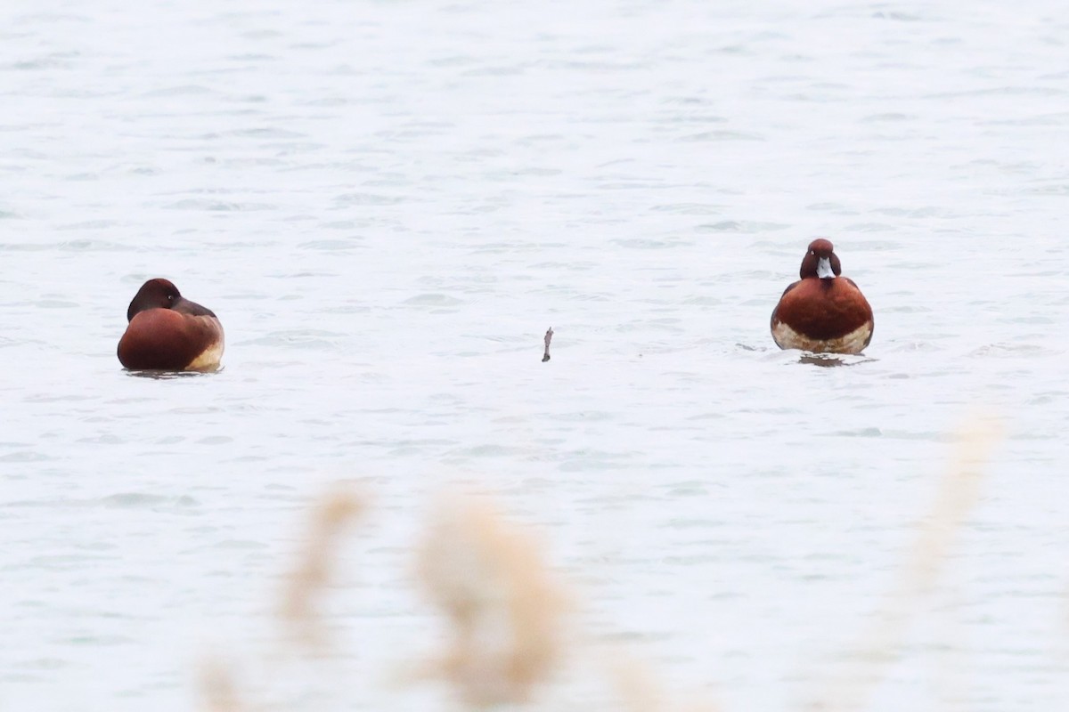 Ferruginous Duck - ML613258873