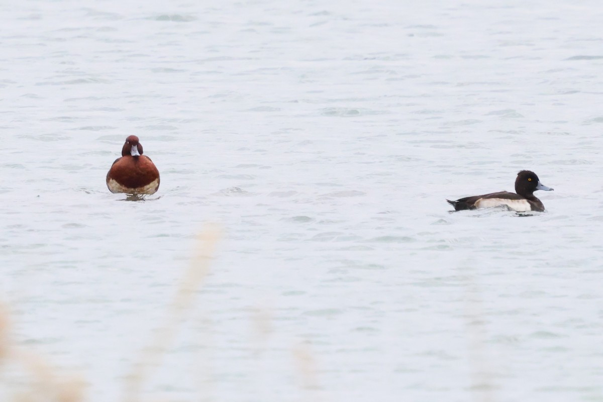 Ferruginous Duck - Mei-Luan Wang