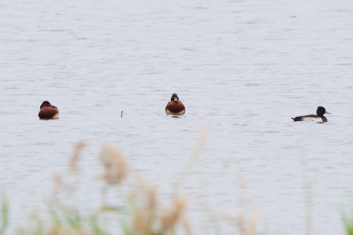 Ferruginous Duck - ML613258875