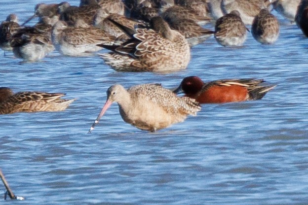 Marbled Godwit - ML613258885