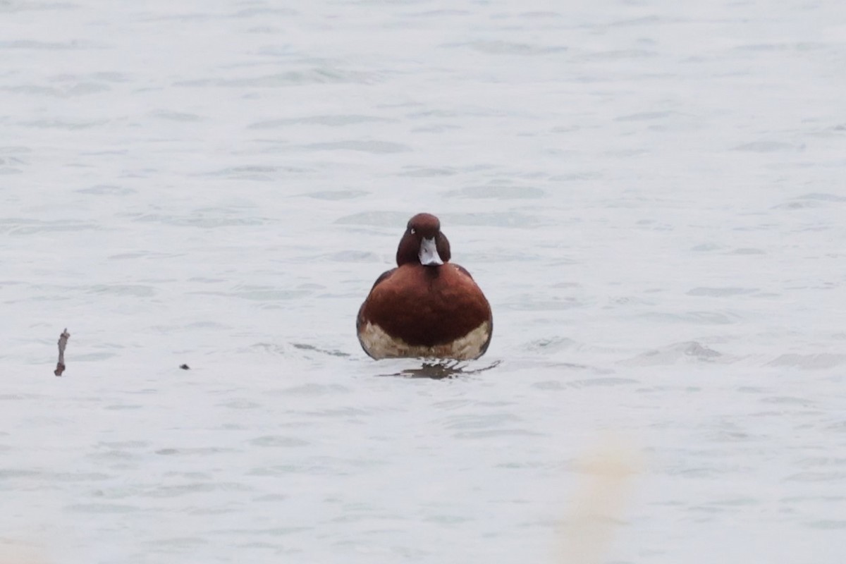 Ferruginous Duck - ML613258886