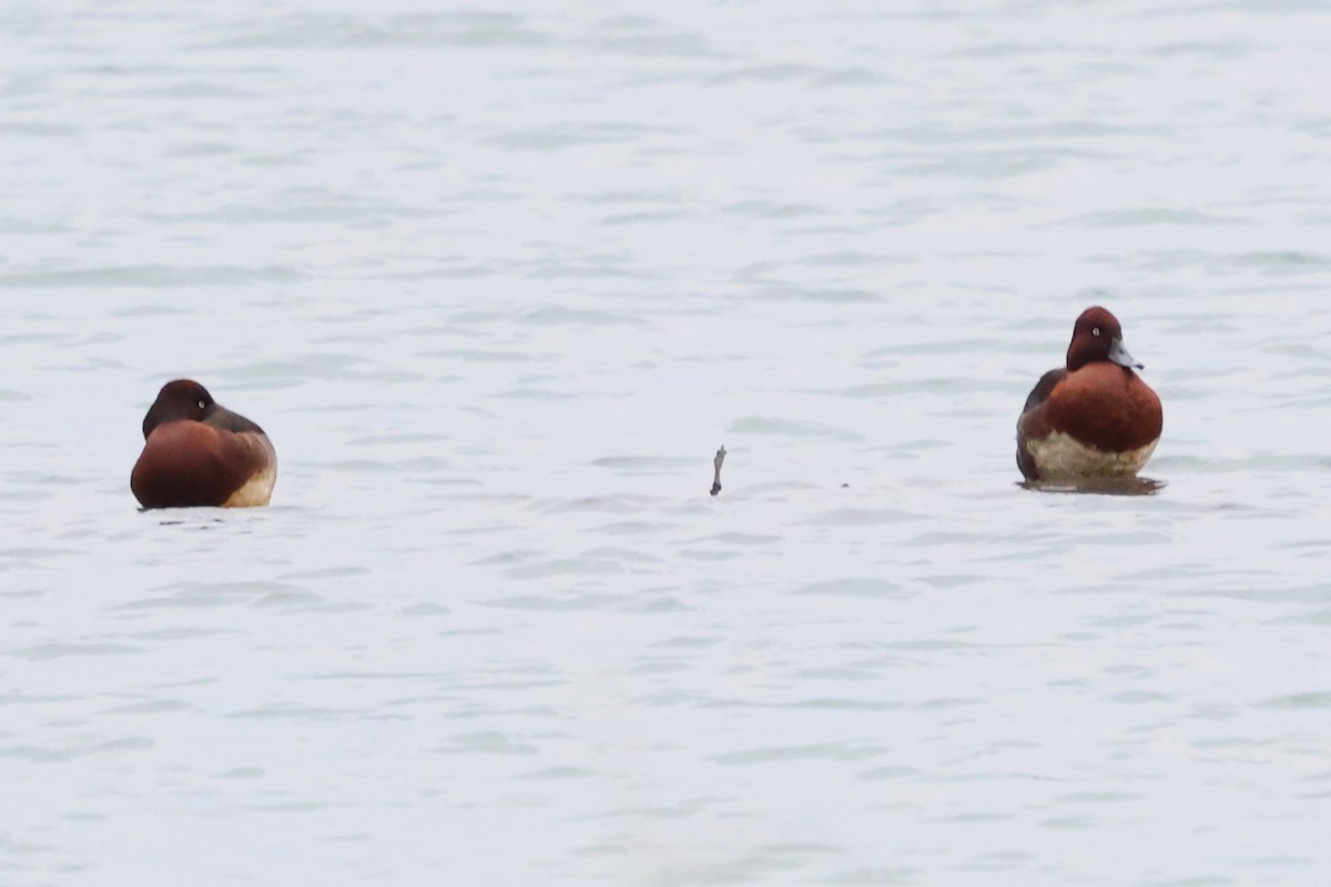 Ferruginous Duck - ML613258888