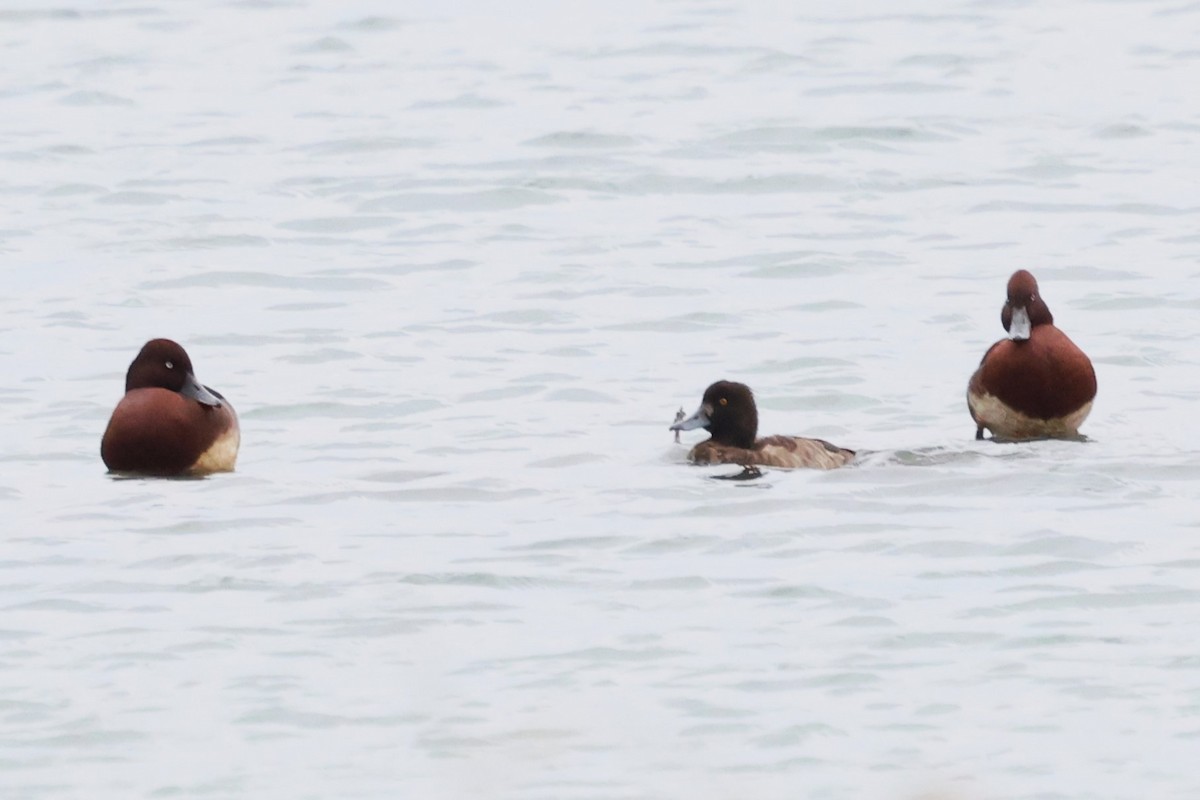 Ferruginous Duck - ML613258889