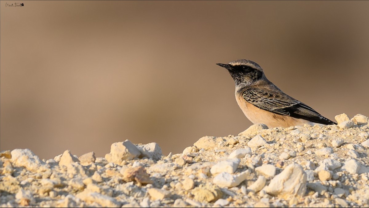 Pied Wheatear - ML613258943