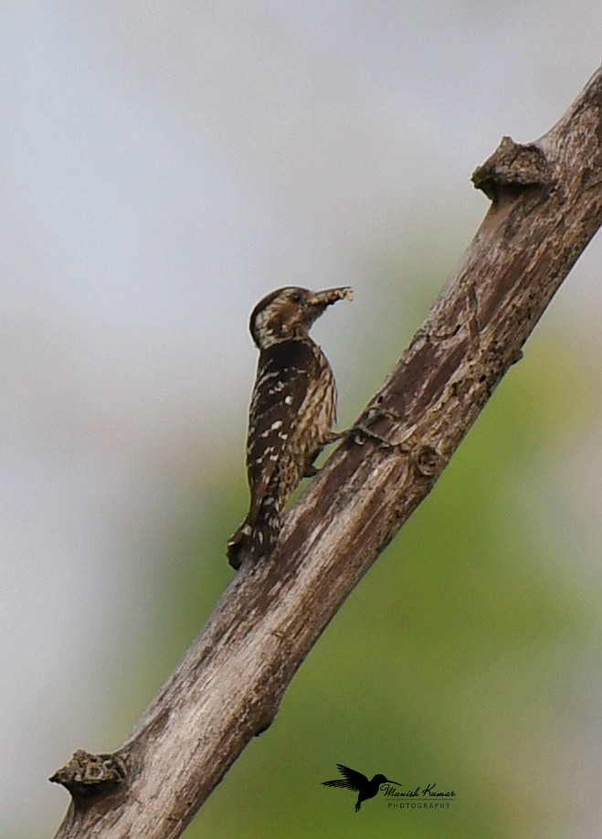 Gray-capped Pygmy Woodpecker - ML613258952