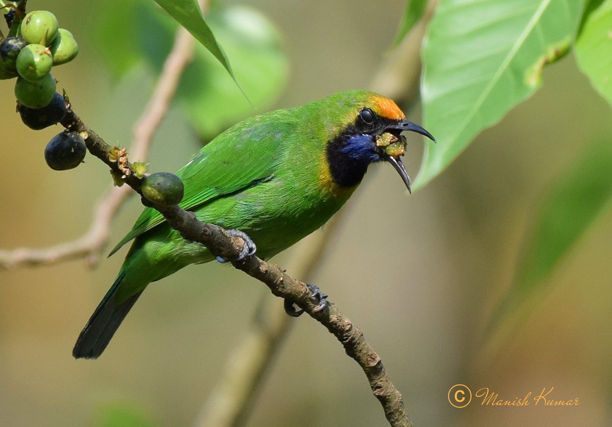 Golden-fronted Leafbird - ML613259019