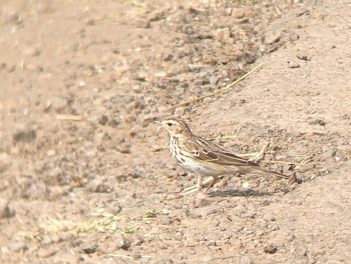 Tree Pipit - VIJAY WAYAL.