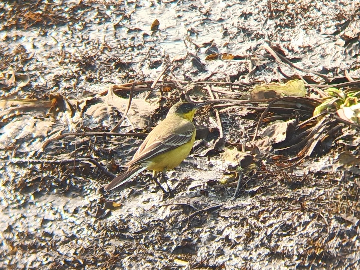 Western Yellow Wagtail - ML613259075